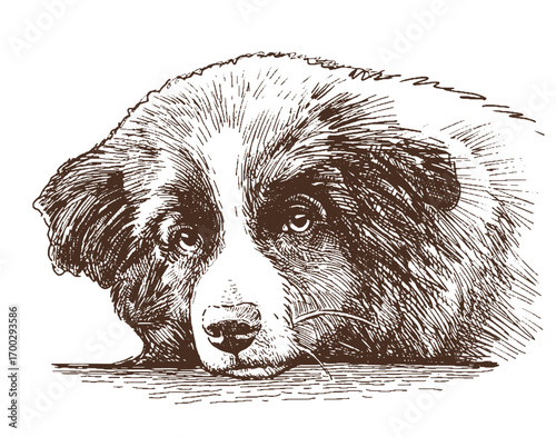 Border collie puppy portrait, animal head, cute purebred dog, realistic sketch, vector hand drawn illustration on white background