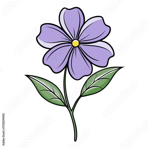 periwinkle flower isolated on white background