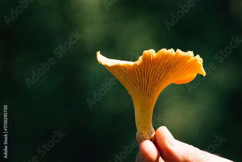 large chanterelle mushroom against the background of a forest