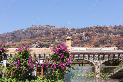 Burnt forest and scorched land after wildfire near Tarifa, Andalusia, Spain. 4 September 2025.
