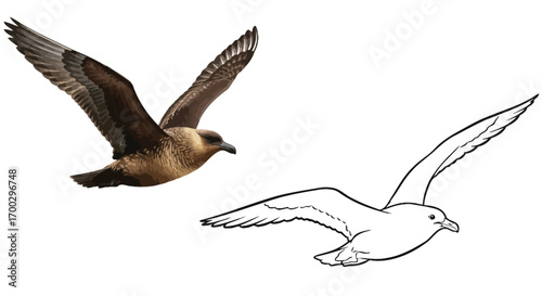Educational Antarctic Skuas Coloring Page with Outline Drawing for Children and Adults