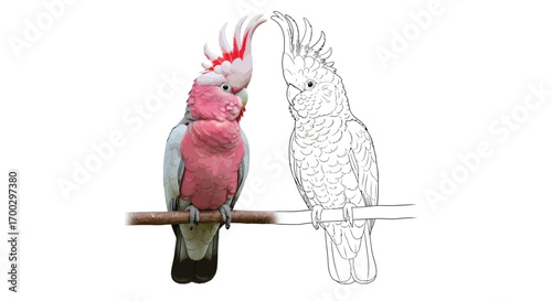 Australian Cockatoo Side-by-Side Coloring Page with Outline Design Fun Kids Activity
