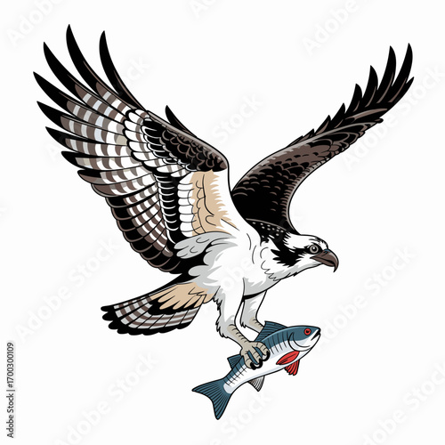 Osprey Catching Fish Illustration