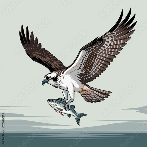Osprey Catching Fish Illustration