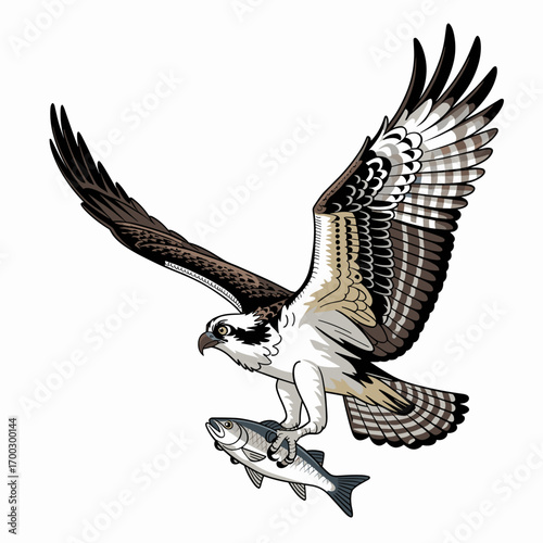 Osprey Catching Fish Illustration
