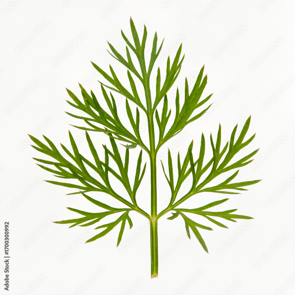 Fototapeta premium Vibrant green herb leaf displayed on a bright white background