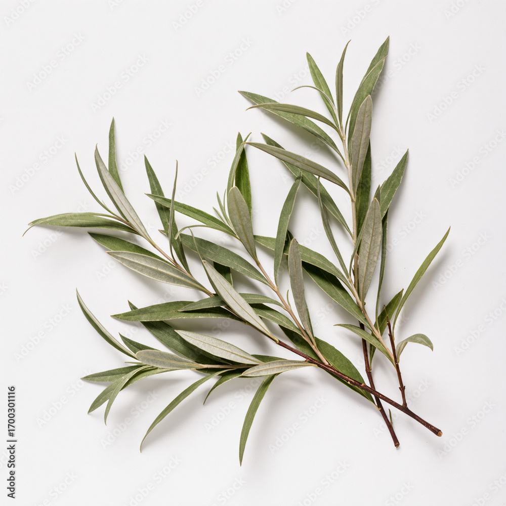 Fototapeta premium Fresh herbal sprigs with vibrant green leaves on a light surface