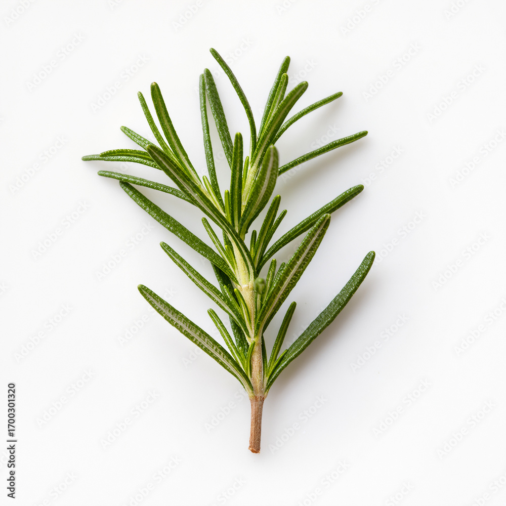Fototapeta premium Fragrant rosemary sprig showcasing nature's culinary delight