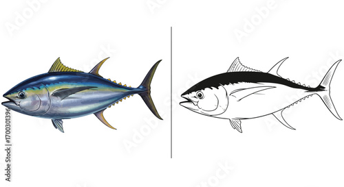 Southern Bluefin Tuna Detailed Coloring Page with Outline Version Fun Educational Activity Sheet