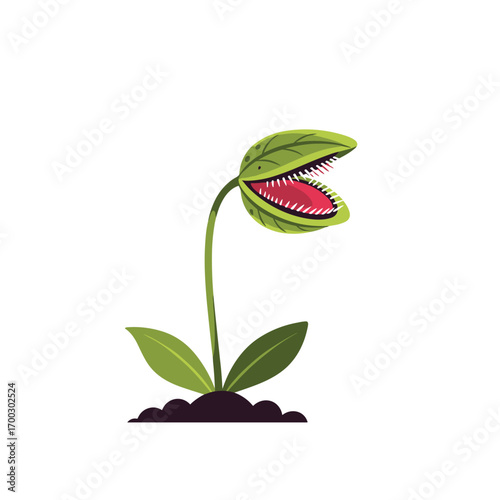 A detailed look at the fascinating carnivorous venus flytrap plant and its unique feeding mechanism
