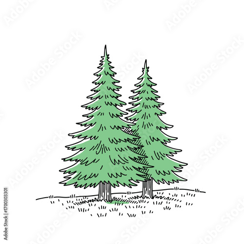 Two evergreen trees standing tall in a grassy field on a bright day