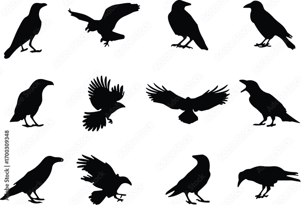 Obraz premium Crow silhouette collection, black bird icons, flying and perched poses, vector illustration, nature design, avian motion, wildlife, anatomy