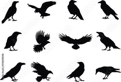Crow silhouette collection, black bird icons, flying and perched poses, vector illustration, nature design, avian motion, wildlife, anatomy