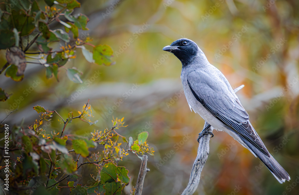 Obraz premium Black Faced Cuckoo Shrike