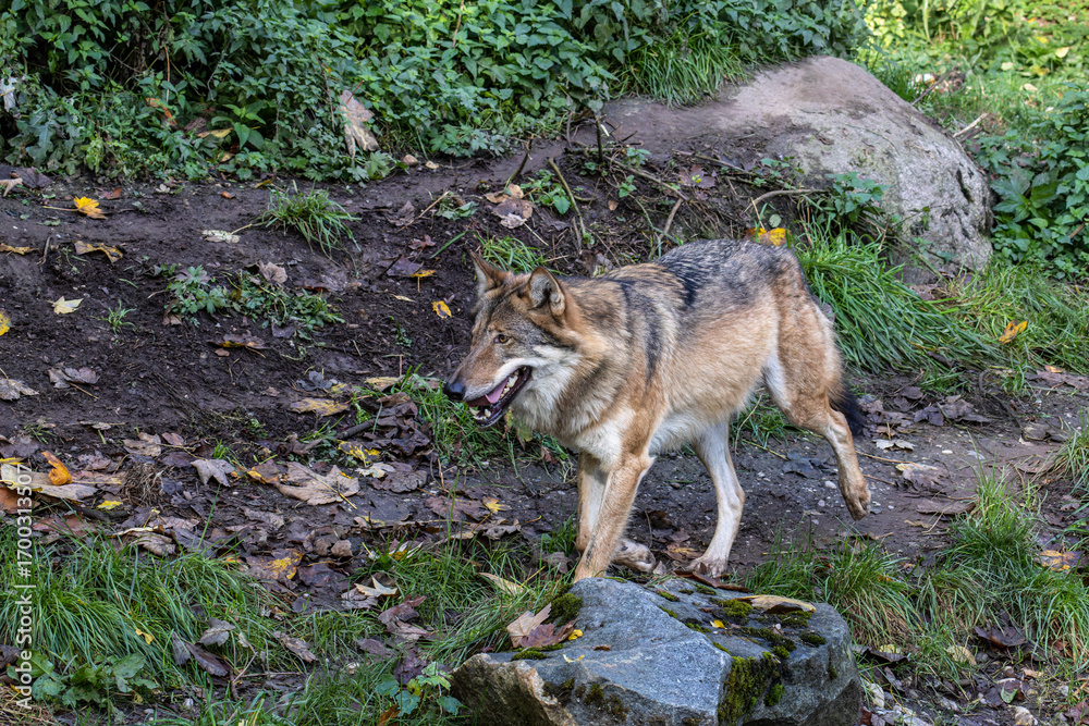 Fototapeta premium European Grey Wolf, Canis lupus in a german park