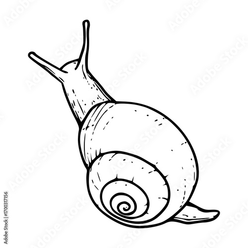 detailed garden snail sketch