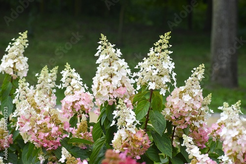 Hydrangea paniculata Grandiflora delicate flowers