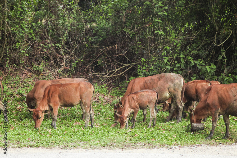 Fototapeta premium Brown Cattle Grazing in Green Meadow Pasture on Rural Farm