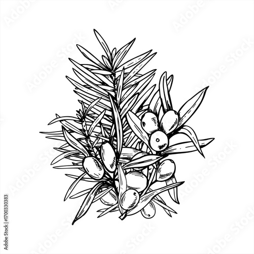 sea buckthorn and spruce branches monochrome vector outline drawing. Christmas pine and wild Baltic berries line ink illustration. Fir twig, seaberry illustration for holiday decoration, winter design