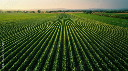 Green agricultural field