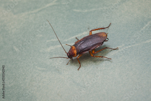 cockroach walking on green floor