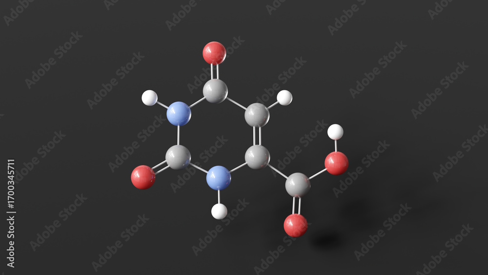 Fototapeta premium orotic acid molecule 3d, molecular structure, ball and stick model, structural chemical formula pyrimidine precursor