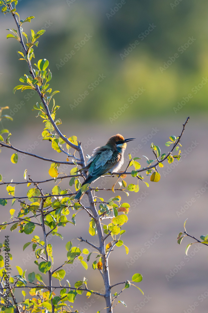Obraz premium a vibrant European bee-eater perches calmly on a leafy branch, set against a softly blurred, sunlit landscape.