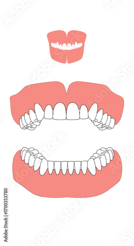 An illustration of the human dentition showing the arrangement of teeth in the upper and lower jawbone