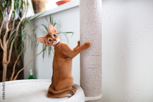 Abyssinian sorrel cat sharpen claws on scratching post. Training kitten to use white jute rope cat tree at home. Light interior with green plants. Selective focus.