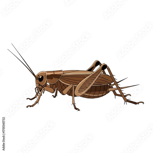 Detailed brown cricket, side view cartoon vector illustration of an insect, isolated on white background.