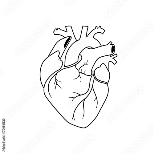 Anatomical Heart Illustration Line Art Medical Diagram