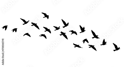 Silhouette of a flock of birds flying in formation against a white background.