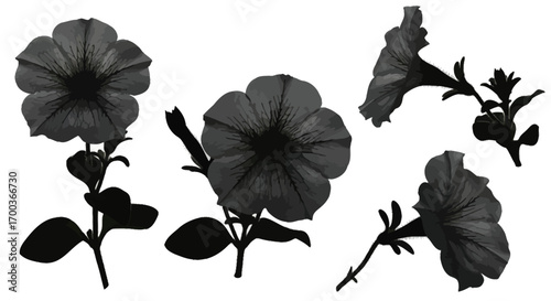 Petunia flower blossoms isolated on white studio lighting natural beauty garden floral arrangement vector