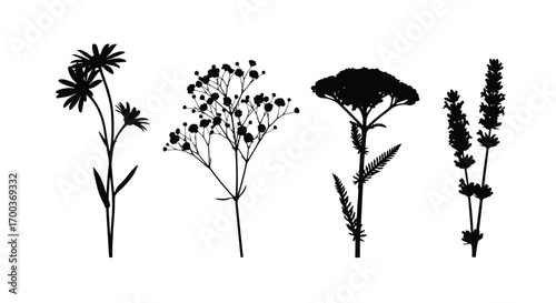 Set of four delicate wildflower silhouettes against a clean white backdrop for design elements vector