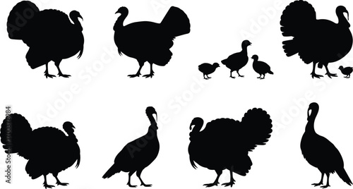 Turkey silhouette set, farm bird vector, Thanksgiving design, wild turkey illustration, domestic fowl, baby chicks, poultry, holiday symbol, feathers