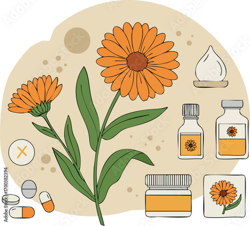 Calendula flower and medicinal products natural healing herbs with capsules and ointments vector illustration