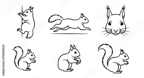 Squirrel Illustrations Black and White Line Art Collection
