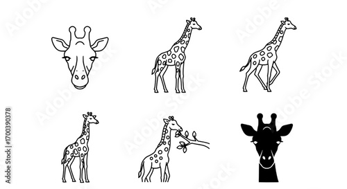 Giraffe Head and Body Line Art Illustrations