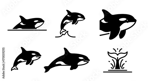 Orca Illustrations A Variety of Killer Whale Poses and Tail Icon for Marine Life Designs