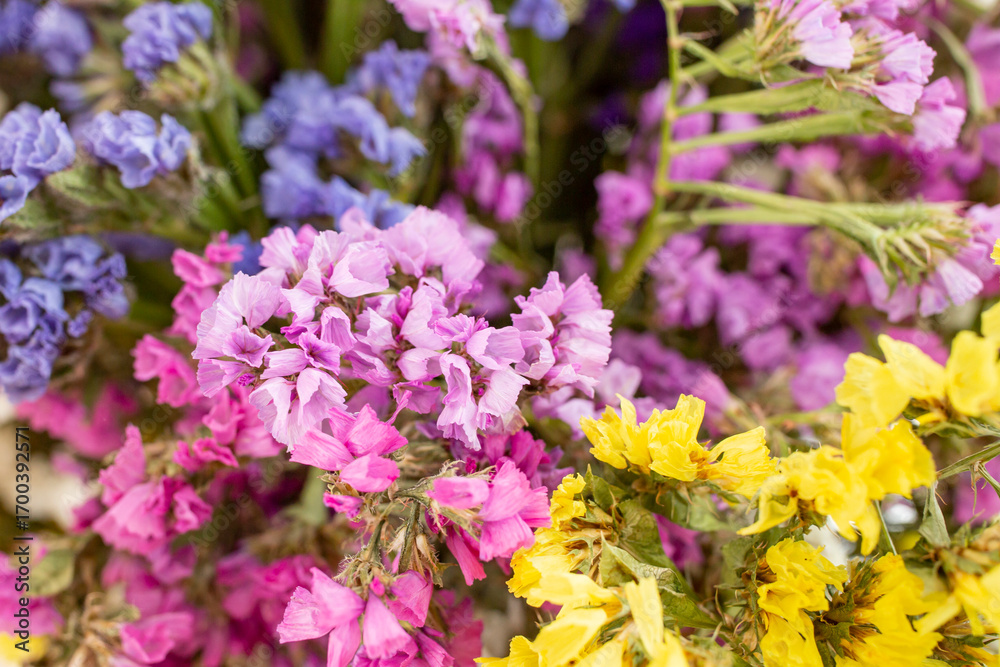 Obraz premium Bouquet of multicolored flowers close up texture (Limonium sinuatum, Statice sinuata) in a Variety of colors blue, lilac, violet, pink, yellow colors