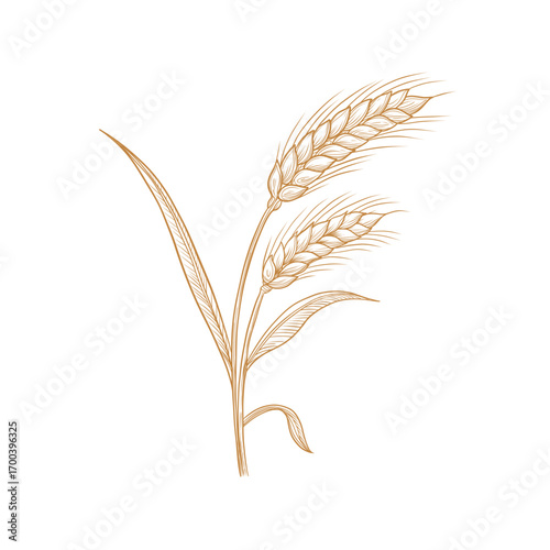 Vector rye wheat branch with berries line art illustration, graphic line ginger. wheat with seeds. Farming Engraving retro style. Old school Ingredient. Great for any designs, textile, art, walls, pac