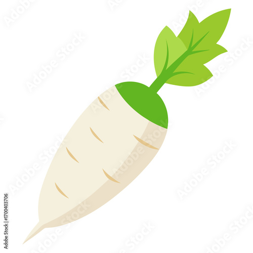 daikon radish vector illustration