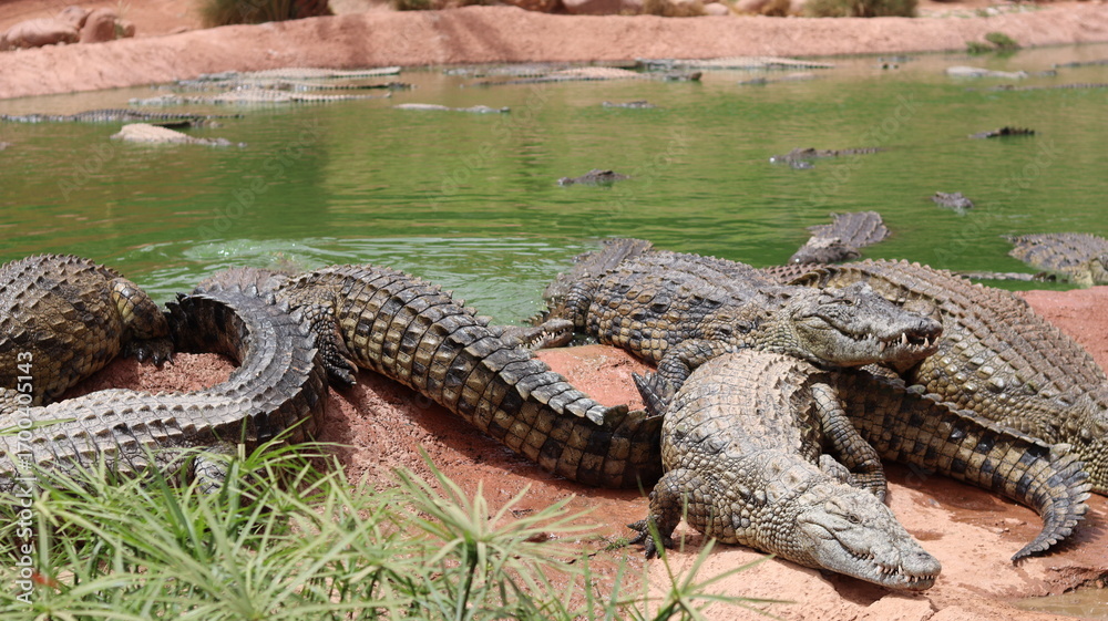 Obraz premium Group of Nile crocodiles basking on a riverbank by a green pond – dangerous reptile wildlife with armored scales, teeth and tails; gator/caiman family resting