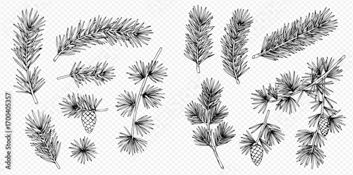 Hand-drawn collection of various coniferous tree branches and pine cones in black and white line art style.