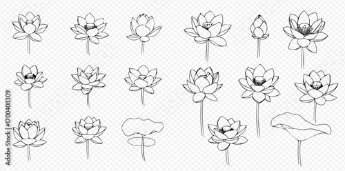 Hand-drawn black and white illustrations of various lotus flowers and a leaf, showcasing different stages of bloom.