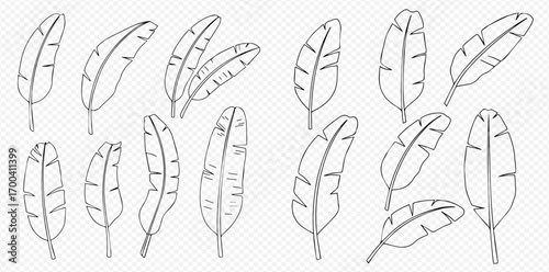Collection of stylized banana leaves in outline drawing, various sizes and orientations, on a transparent background.