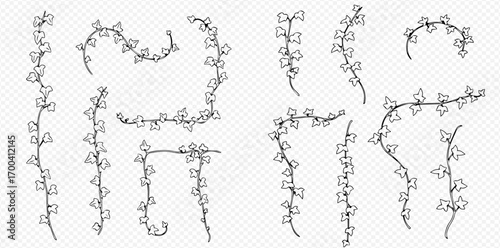 Collection of hand-drawn ivy vine borders and corners in various shapes and orientations, isolated on a transparent background.