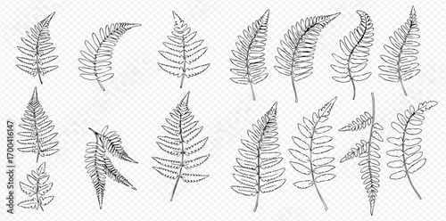 A collection of hand-drawn outline illustrations featuring various fern leaves and botanical fronds on a transparent background.