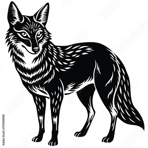 jackal