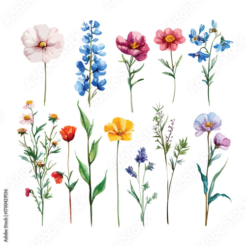 Watercolor Floral Collection Delicate Flower Sprigs for Design